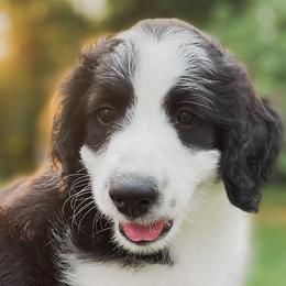 Girl 1 - Black and white Aussiedoodle puppy in Kevil, Kentucky from HK Aussiedoodles