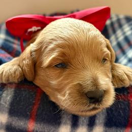 Red Haven - Red  male Goldendoodle puppy in Roy, Utah from Doodles are Amazing