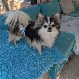 Thor - Chihuahua