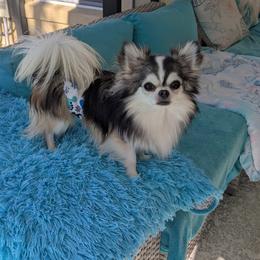 Thor - Chihuahua