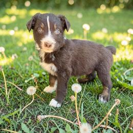 Tempo - Red tri-color male Australian Shepherd puppy in Statesville, North Carolina from Charming Australian Shepherds