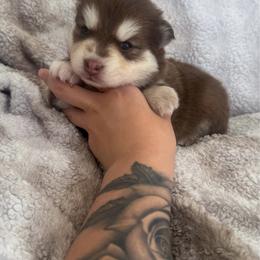 Patches - Red and white female Pomsky puppy in Orange County, California from Pomsky Playpen