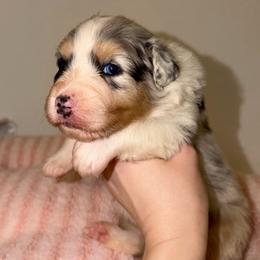 Clover - Blue merle female Australian Shepherd puppy in Anniston, Alabama from All Hale Aussies