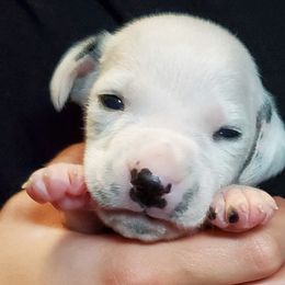 Dalmatians from M and M Dalmatians
