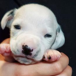 Dalmatians from M and M Dalmatians