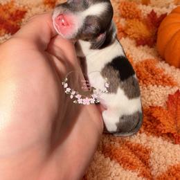 Boots - Dapple male Dachshund puppy in Pope, Mississippi from Anna’s Mini Doxies