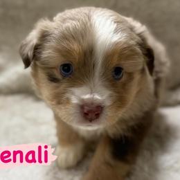 Denali - Red merle female Miniature Australian Shepherd puppy in South Central, Pennsylvania from Windy Hills Mini Aussies & Doodles