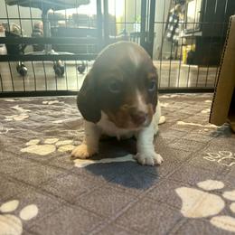 Zero - Chocolate and tan male Dachshund puppy in Louisa, Kentucky from Mini Doxies of Eastern KY