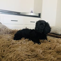 Dachshund Puppies from Queen Bee Doxies