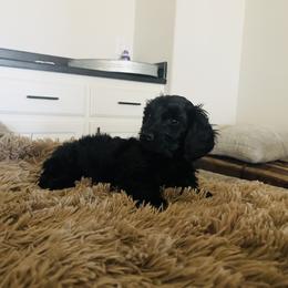 Dachshund Puppies from Queen Bee Doxies