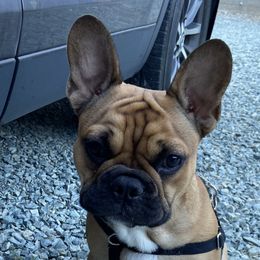 Boy 1 - Fawn French Bulldog puppy in Gardnerville, Nevada from Our House French Bulldogs