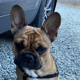 Boy 1 - Fawn French Bulldog puppy in Gardnerville, Nevada from Our House French Bulldogs