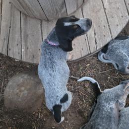 Bluetick Coonhound Puppies from Candra Bessent