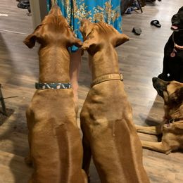 Rhodesian Ridgebacks from Alpine Ranch Ridgebacks