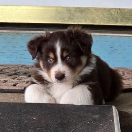Iggy - Red tri-color male Miniature American Shepherd puppy in Vancouver, Washington from BonDrew's Miniature American Shepherds