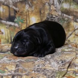 Emperor - Black male Labrador Retriever puppy in Buffalo Valley, Tennessee from Buffalo Valley Breeders