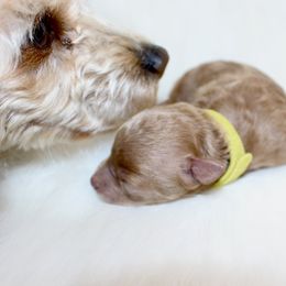 Poodles from His and Hers Poodles and Doodles