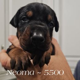 Neoma - Black and rust female Doberman Pinscher puppy in Aurora, Indiana from Double-Take Doberman Kennels