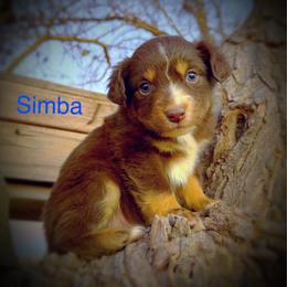 Simba - Red tri male Miniature Australian Shepherd puppy in Idalou, Texas from Lonesome Pine Mini Aussies