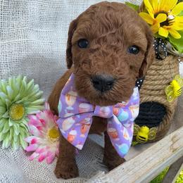 Mango - (Mango Sherbet) - Red female Bordoodle puppy in Canfield, Ohio from Poo's Doo's & Inu's