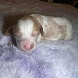 Milo - Blenheim male Cavapoo puppy in Ridgeville, South Carolina from Cavapoo Love Bugs