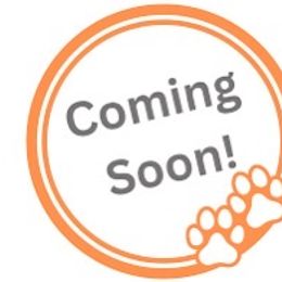 Buddy - Liver male Miniature Schnauzer puppy in Spruce Pine, North Carolina from Schnauzers of Blue Ridge