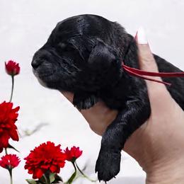 Red - Sable male Goldendoodle puppy in Byron, Georgia from Southern Olive Doodles 🫒