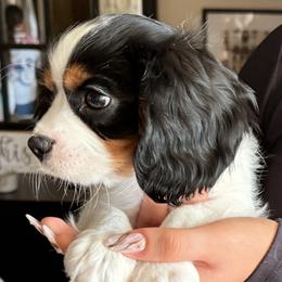 Cavalier King Charles Spaniel puppies from Countryside Royalty Cavaliers