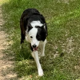 Xena - Border Collie