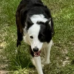Xena - Border Collie