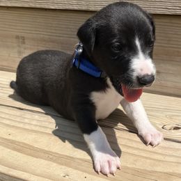 King - White and black male Whippet puppy in West Plains, Missouri from Sycamore Ridge Puppies