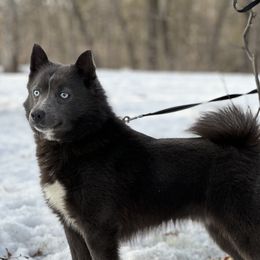 Taivas - Pomsky