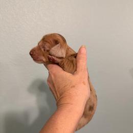 Venus - Dapple female Dachshund puppy in Irving, Texas from DFW Dachshunds by G & S