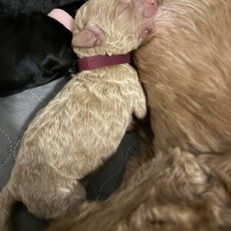 Gertie (maroon collar) - Apricot female Goldendoodle puppy in Murrieta, California from Apricot Poodles & Goldendoodles, LLC
