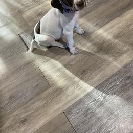 German Shorthaired Pointer Puppies from Jenny Ridge Kennels