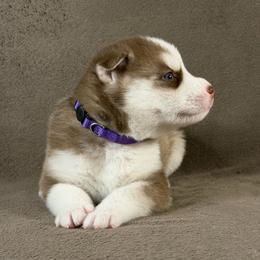 Goku - Red and white male Siberian Husky puppy in Miami, Florida from House of Ace & Iza