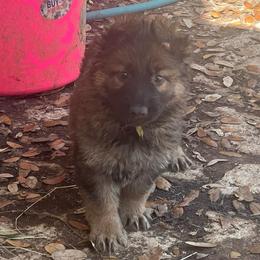 Lady (yellow) - Sable female German Shepherd puppy in Boerne, Texas from Sudenblick German Shepherds