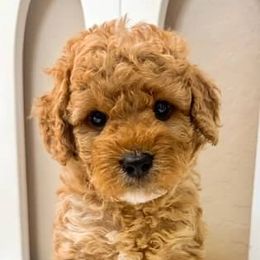 Bernedoodle, Cavapoo, Cockapoo, and Goldendoodle Puppies from Cactus Doods