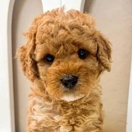 Bernedoodle, Cavapoo, Cockapoo, and Goldendoodle Puppies from Cactus Doods