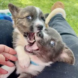 American Corgi Puppies from Patriot American Corgi