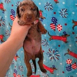 Dapple boy 3 - Dapple male Dachshund puppy in West Plains, Missouri from Spring Creek Dachshunds