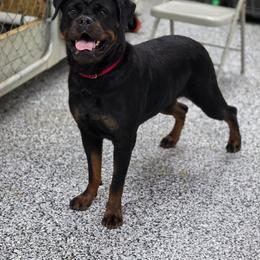 Rottweiler puppies from Vom Hause Alistair