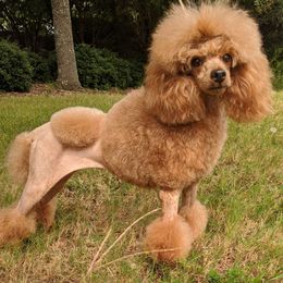 Poodle Puppies from Moonrise Poodles