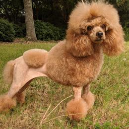 Poodle Puppies from Moonrise Poodles