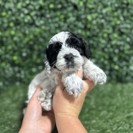 Suede - Black and white male Cockapoo puppy in Rolla, Missouri from Diamond K