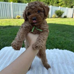 Coco - Red  male Poodle puppy in Charlotte, North Carolina from Bruno & Co. Puppies