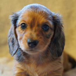 Girl 2 - female Dachshund puppy in Stanwood, Washington from The Love of Dachshunds