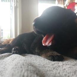 Beagle and German Shepherd Puppies from Nebraska K9's