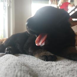 Beagle and German Shepherd Puppies from Nebraska K9's
