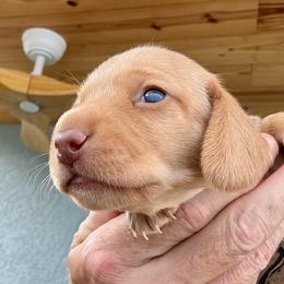Robin - Red male Dachshund puppy in Orlando, Florida from Weiner Wunderland of Central Florida